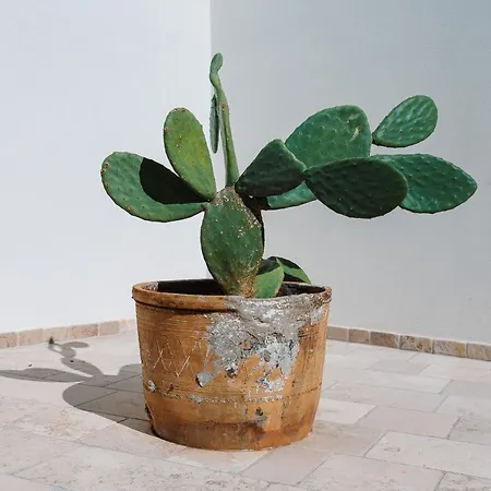 Feriehus Iolanda Vacanze *